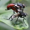 Cylindromyia bicolor